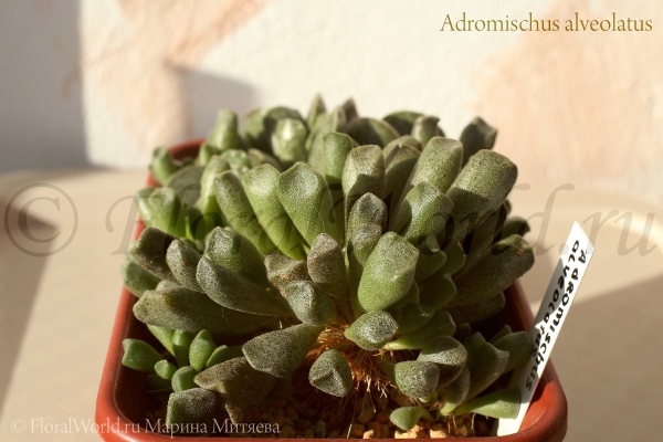 Adromischus alveolatus
Ключевые слова: Adromischus alveolatus