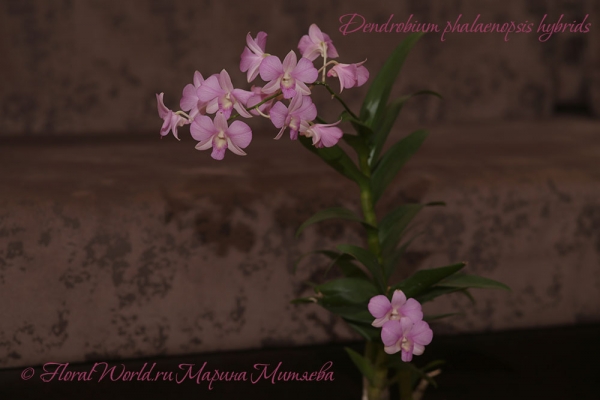 Dendrobium phalaenopsis hybrids
Ключевые слова: Dendrobium phalaenopsis hybrids