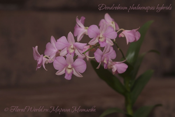 Dendrobium phalaenopsis hybrids
Ключевые слова: Dendrobium phalaenopsis hybrids