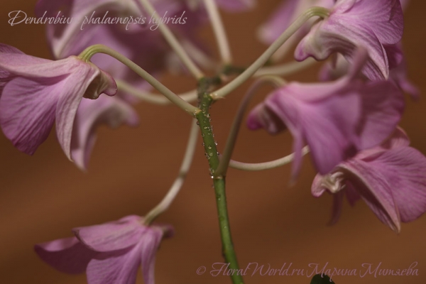 Dendrobium phalaenopsis hybrids
Ключевые слова: Dendrobium phalaenopsis hybrids