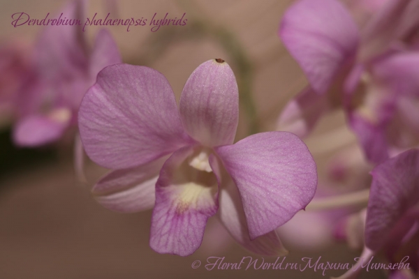 Dendrobium phalaenopsis hybrids
Ключевые слова: Dendrobium phalaenopsis hybrids