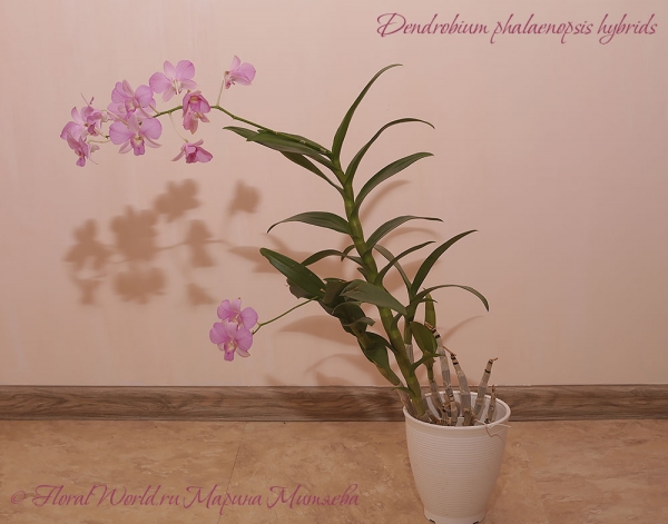 Dendrobium phalaenopsis hybrids
Ключевые слова: Dendrobium phalaenopsis hybrids