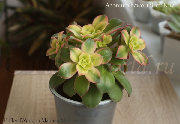 Aeonium haworthii cv. Kiwi
Эониум Хаворта сорт Киви
Ключевые слова: Aeonium haworthii cv. Kiwi Эониум Хаворта сорт Киви