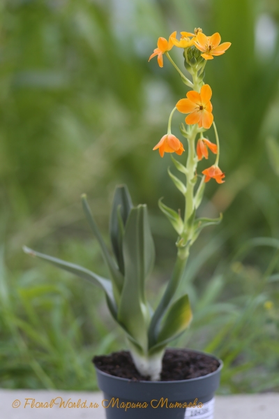 Птицемлечник сомнительный (Ornithogalum dubium)
Ключевые слова: Птицемлечник сомнительный Ornithogalum dubium