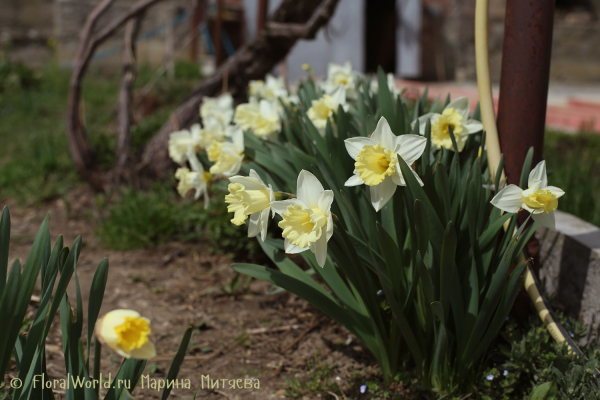 Нарциссы (Narcissus)
Ключевые слова: Нарциссы (Narcissus)
