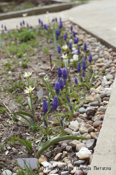 Мускари армянский (Muscari armeniacum)
Ключевые слова: Мускари армянский Muscari armeniacum