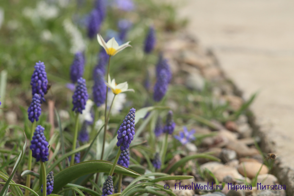 Мускари армянский (Muscari armeniacum)
Ключевые слова: Мускари армянский Muscari armeniacum