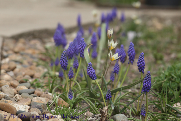 Мускари армянский (Muscari armeniacum)
Ключевые слова: Мускари армянский Muscari armeniacum