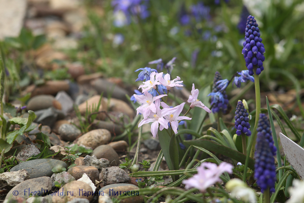 Хионодокса Люцилии (Chionodoxa luciliae) и Мускари армянский (Muscari armeniacum)
Ключевые слова: Хионодокса Люцилии Chionodoxa luciliae Мускари армянский Muscari armeniacum