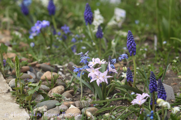 Хионодокса Люцилии (Chionodoxa luciliae) и Мускари армянский (Muscari armeniacum)
Ключевые слова: Хионодокса Люцилии Chionodoxa luciliae Мускари армянский Muscari armeniacum