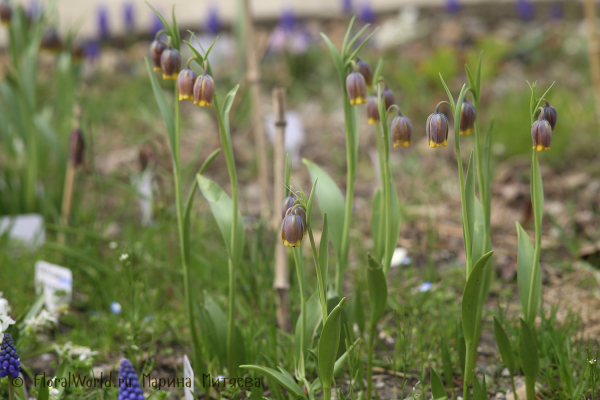Рябчик лисьеягодный (Fritillaria uva-vulpis)
Ключевые слова: Рябчик лисьеягодный fritillaria uva vulpis