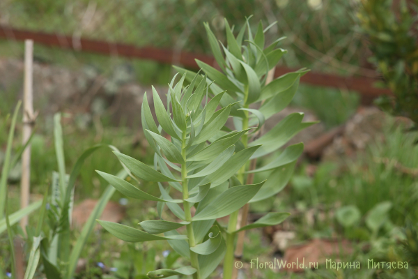 Рябчик персидский (Fritillaria persica)
Ключевые слова: Рябчик персидский Fritillaria persica fritillaria persica