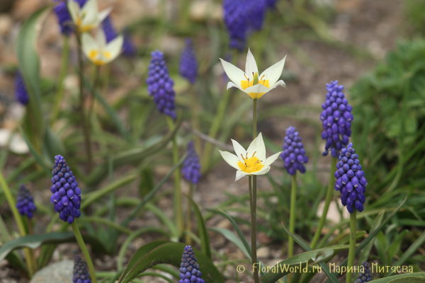 Мускари армянский Muscari armeniacum
Ключевые слова: Мускари армянский (Muscari armeniacum) и тюльпан карликовый