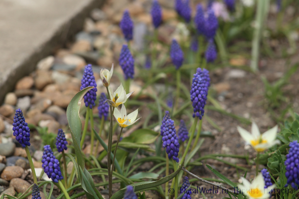 Мускари армянский (Muscari armeniacum)
Ключевые слова: Мускари армянский Muscari armeniacum