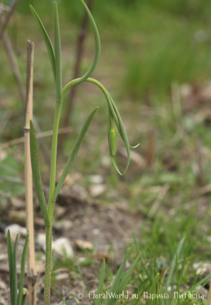 Рябчик иглолепестный (Fritillaria acmopetala)
Ключевые слова: Fritillaria acmopetala Рябчик иглолепестный