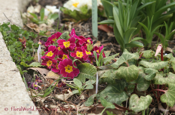 Примула гибридная (Primula hybrid) и цикламен персидский гибридный (Cyclamen persicum hybrid)
Ключевые слова: Примула гибридная Primula hybrid цикламен персидский гибридный Cyclamen persicum hybrid