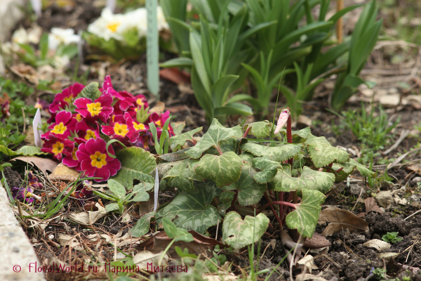 Примула гибридная (Primula hybrid) и цикламен персидский гибридный (Cyclamen persicum hybrid)
Ключевые слова: Primula hybrid Примула гибридная цикламен персидский гибридный Cyclamen persicum hybrid