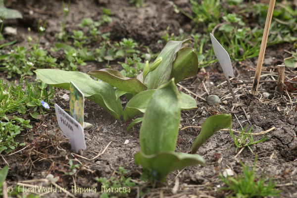 Эритрониум (кандык) сорт Пагода (Erythronium Pagoda)
Ключевые слова: Эритрониум кандык Пагода Erythronium Pagoda