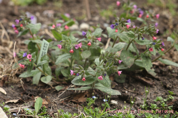 Медуница сахарная Mrs Moon (Pulmonaria saccharata Mrs Moon)
Ключевые слова: Медуница сахарная Миссис Мун Pulmonaria saccharata Mrs Moon