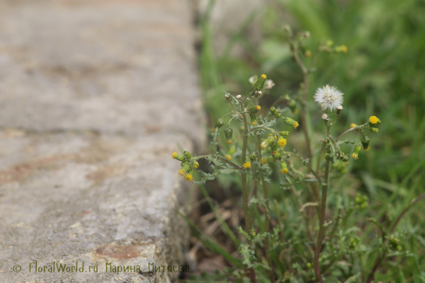 Крестовник обыкновенный (Senecio vulgaris)
Ключевые слова: Senecio vulgaris Крестовник обыкновенный