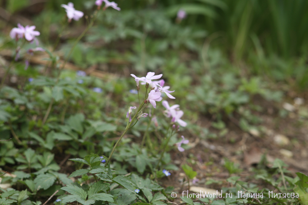 Зубянка пятилистная (Dentaria quinquefolia)
Ключевые слова: Зубянка пятилистная Dentaria quinquefolia