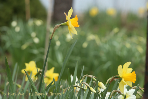 Нарциссы трубчатые (Narcissus Trumpet)
Ключевые слова: Нарциссы трубчатые Narcissus Trumpet