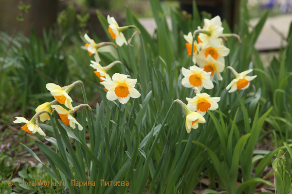 Нарциссы крупнокорончатые (Narcissus Large-cupped)
Ключевые слова: Нарциссы крупнокорончатые Narcissus Large-cupped