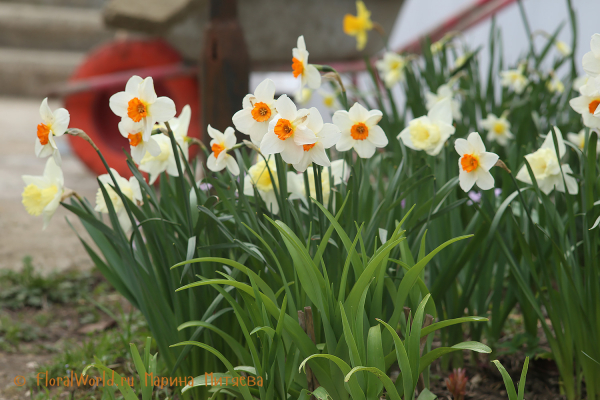 Нарциссы (Narcissus sp.)
Ключевые слова: Нарциссы Narcissus