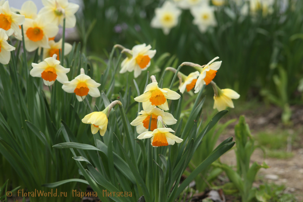 Нарциссы (Narcissus sp.)
Ключевые слова: Нарциссы Narcissus