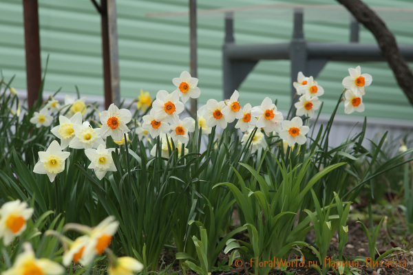 Нарциссы (Narcissus sp.)
Ключевые слова: Нарциссы Narcissus