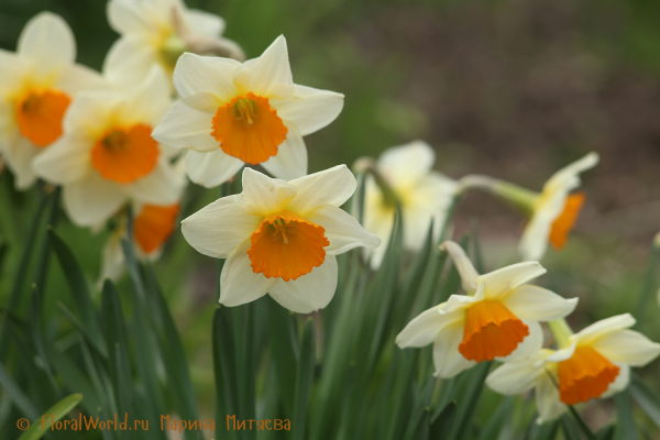 Нарциссы крупнокорончатые (Narcissus Large-cupped)
Ключевые слова: Нарциссы крупнокорончатые Narcissus Large-cupped