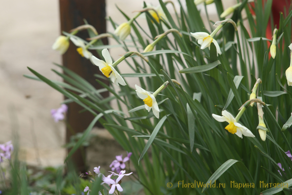 Нарциссы Мелкокорончатые (Narcissus  Small-cupped)
Ключевые слова: Нарциссы Мелкокорончатые Narcissus Small-cupped