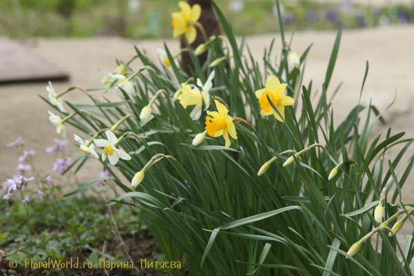 Нарциссы (Narcissus sp)
Ключевые слова: Нарциссы Narcissus