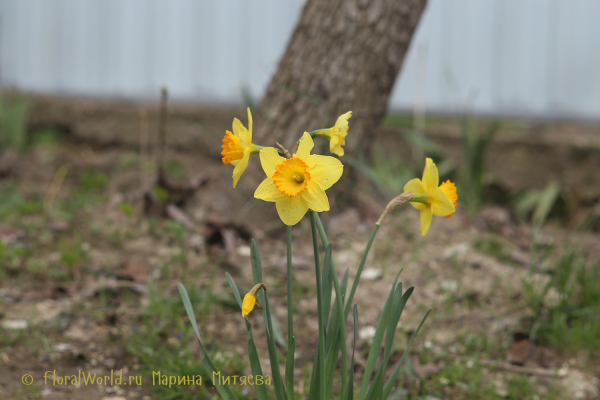 Нарциссы крупнокорончатые (Narcissus Large-cupped)
Ключевые слова: Нарциссы крупнокорончатые Narcissus Large-cupped