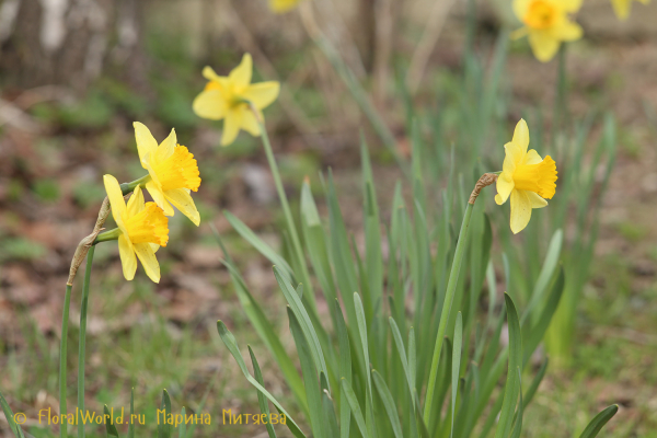 Нарциссы крупнокорончатые (Narcissus Large-cupped)
Ключевые слова: Нарциссы крупнокорончатые Narcissus Large-cupped