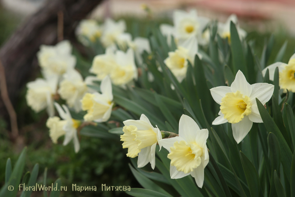 Нарциссы трубчатые (Narcissus Trumpet)
Ключевые слова: Нарциссы трубчатые Narcissus Trumpet