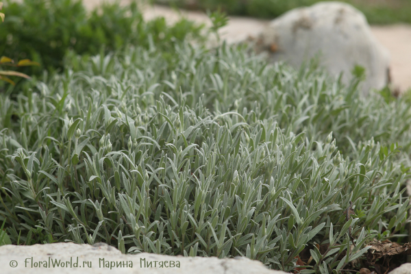 Ясколка (Cerastium)
Ключевые слова: Ясколка Cerastium