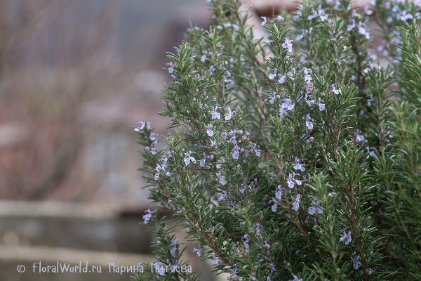 Розмарин лекарственный (Rosmarinus officinalis)
Ключевые слова: Розмарин лекарственный Rosmarinus officinalis