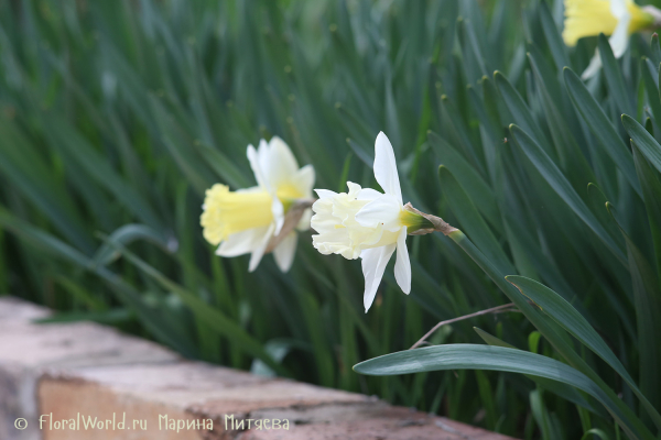 Нарциссы трубчатые (Narcissus Trumpet)
Ключевые слова: Нарциссы трубчатые Narcissus Trumpet