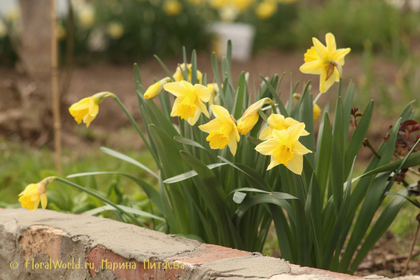 Нарциссы трубчатые (Narcissus Trumpet)
Ключевые слова: Нарциссы трубчатые Narcissus Trumpet