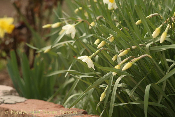 Нарциссы Мелкокорончатые (Narcissus  Small-cupped)
Ключевые слова: Нарциссы Мелкокорончатые Narcissus Small-cupped