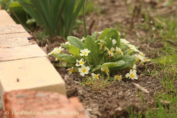 Примула обыкновенная (Primula vulgaris)
Ключевые слова: Примула обыкновенная Primula vulgaris