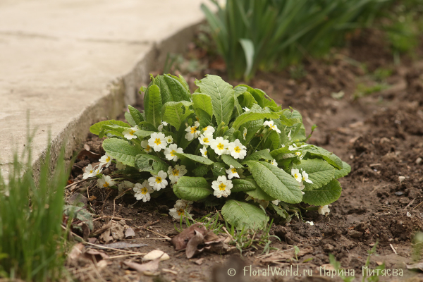 Примула обыкновенная (Primula vulgaris)
Ключевые слова: Примула обыкновенная Primula vulgaris