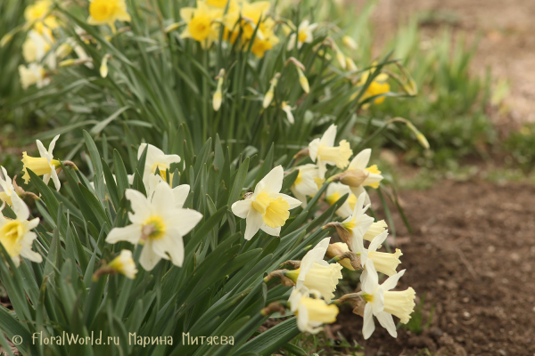 Нарциссы трубчатые (Narcissus Trumpet)
Ключевые слова: Нарциссы трубчатые Narcissus Trumpet