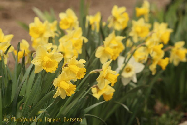 Нарциссы трубчатые (Narcissus Trumpet)
Ключевые слова: Нарциссы трубчатые Narcissus Trumpet