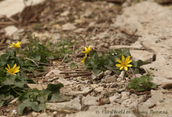 Чистяк весенний (Ranunculus ficaria)
Ключевые слова: Чистяк весенний Ranunculus ficaria