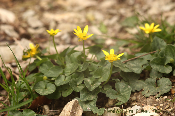 Чистяк весенний (Ranunculus ficaria)
Ключевые слова: Чистяк весенний Ranunculus ficaria