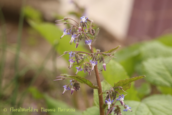 Трахистемон восточный (Trachystemon orientalis)
Ключевые слова: Трахистемон восточный Trachystemon orientalis