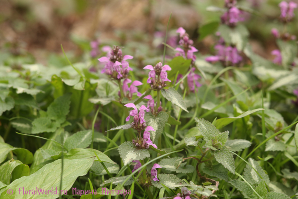 Яснотка пятнистая (Lamium maculatum)
Ключевые слова: Яснотка Lamium maculatum