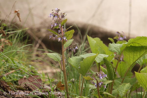 Трахистемон восточный (Trachystemon orientalis)
Ключевые слова: Трахистемон восточный Trachystemon orientalis